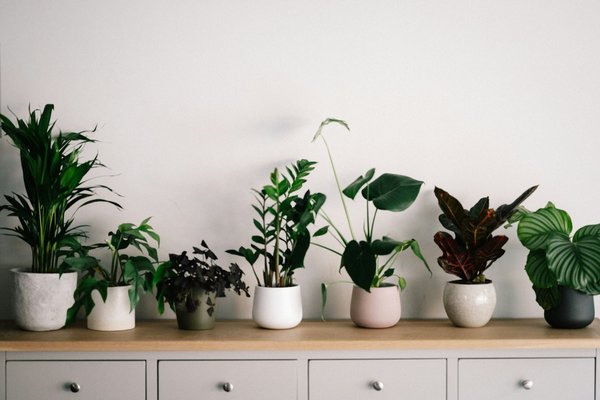 Comment faire revivre des plantes d'intérieur après une longue absence de la maison ?